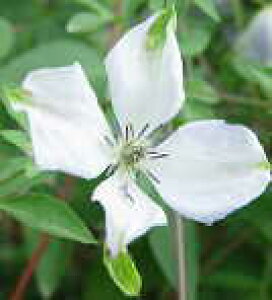 予約販売 クレマチス 苗 アルバラグジュリアンス ビチセラ系 落合さんのクレマチス 2年生苗 10.5cmポット ochi 3月上旬以降発送