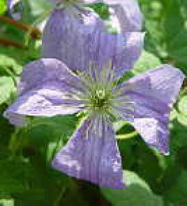 予約販売 クレマチス 苗 エミリアプラッタ ビチセラ系 落合さんのクレマチス 2年生苗 10.5cmポット ochi 3月上旬以降発送