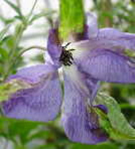 \̔ N}`X c J[AOWAX r`Zn ̃N}`X 2Nc 10.5cm|bg ochi 3{ȍ~