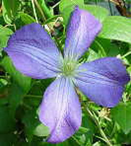 予約販売 クレマチス 苗 ジェニー ラヌギノーサ系 落合さんのクレマチス 2年生苗 10.5cmポット ochi 3月上旬以降発送