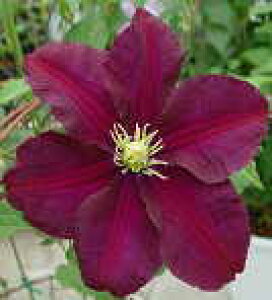 \̔ N}`X c Vj[P WbN}j[n ̃N}`X 2Nc 10.5cm|bg ochi 3{ȍ~