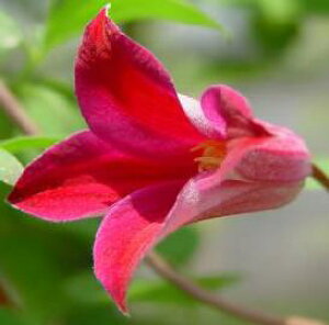 予約販売 クレマチス 苗 プリンセスダイアナ テキセンシス・ヴィオルナ系 落合さんのクレマチス 2年生苗 10.5cmポット ochi 3月上旬以降発送