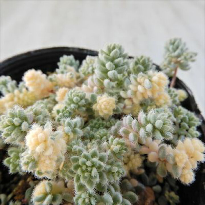 楽天市場】多肉植物 seセダム ダシフィルム クリーム玉蛋白 多肉植物 多肉植物激レアセダムクリーム玉蛋白5カット(カットに付き根っこ有りません