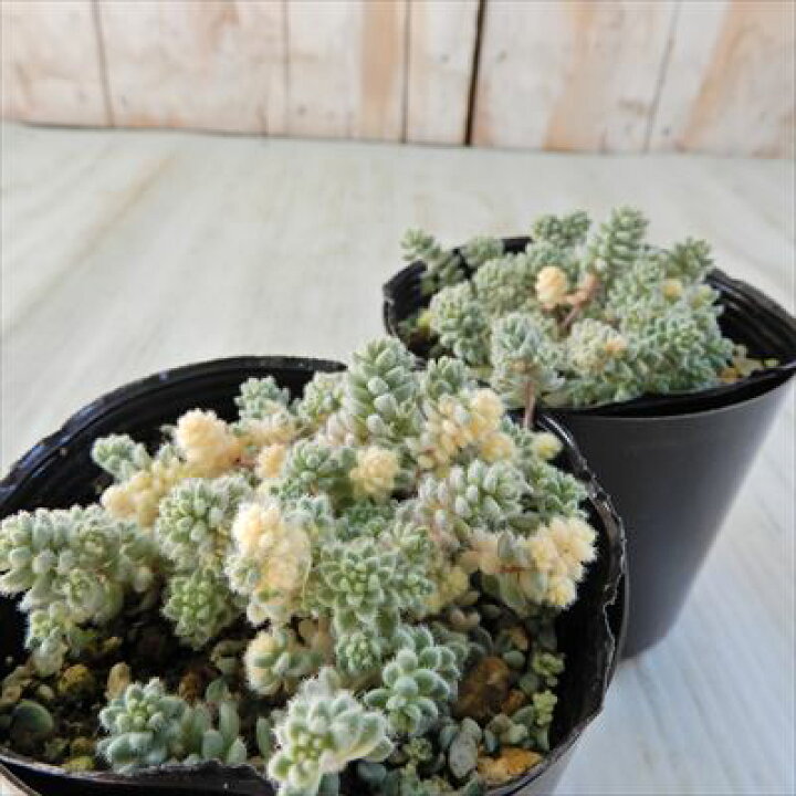 楽天市場】多肉植物 seセダム ダシフィルム クリーム玉蛋白 多肉植物 