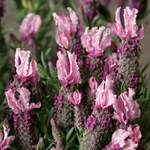 \̔ x_[ c btY Xgx[ 10.5cm|bg o^i t`x_[ ԕc h K[fjO n[uc Herb hlr 3{ȍ~