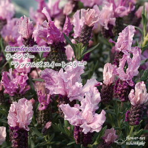 \̔ x_[ c btY XC[gx[ 10.5cm|bg o^i t`x_[ ԕc h K[fjO n[uc Herb hlr 3{ȍ~