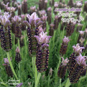 \̔ x_[ c Jv`[m 10.5cm|bg t`x_[ ԕc h K[fjO n[uc Herb hlr 3{ȍ~