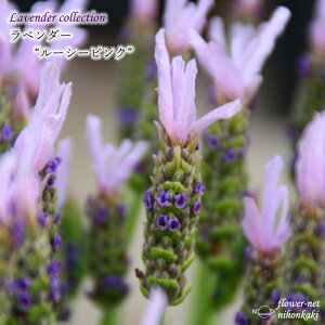 \̔ x_[ c [V[ sN 10.5cm|bg o^i t`x_[ ԕc h K[fjO n[uc Herb hlr 3{ȍ~