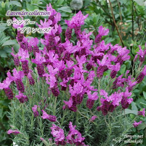 \̔ x_[ c vZX 10.5cm|bg o^i t`x_[ ԕc h K[fjO n[uc Herb hlr 3{ȍ~