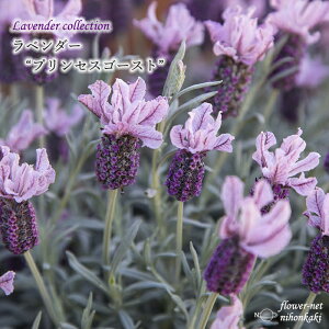 \̔ x_[ c vZXS[Xg 10.5cm|bg o^i t`x_[ ԕc h K[fjO n[uc Herb hlr 3{ȍ~