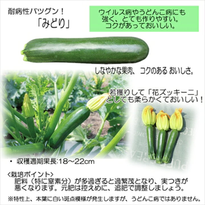楽天市場 ズッキーニ苗 みどり 12cmポット 本気野菜 ズッキーニ 苗 野菜苗 野菜 予約販売 5月中旬以降発送予定 フラワーネット 日本花キ流通