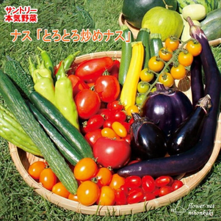 楽天市場 ナス苗 とろとろ炒めナス 12cmポット 本気野菜 ナス 苗 野菜苗 野菜 予約販売 5月中旬以降発送予定 フラワーネット 日本花キ流通
