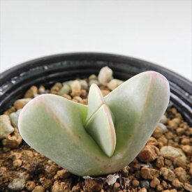 楽天市場 多肉植物 メセンの通販