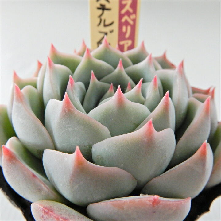 楽天市場】多肉植物 oriミックスベリア No.042 パステルブロッサム 