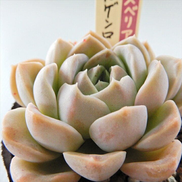 楽天市場】多肉植物 oriミックスベリア No.040 モルゲンロート 多肉 