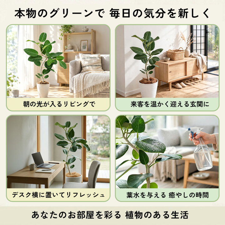 楽天市場】観葉植物 選べる フィカス ベンガレンシス オードリー 