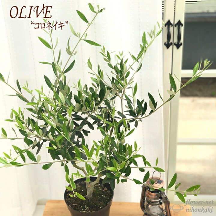楽天市場 オリーブ コロネイキ 5号鉢 送料無料 観葉植物 オリーブの木 苗 シンボルツリー 庭木 果樹 フラワーネット 日本花キ流通