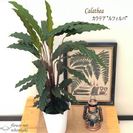 楽天市場 冬 種類 植物 カラテア マコヤナ 花 観葉植物 花 ガーデン Diy の通販 楽天市場 冬 種類 植物 カラテア マコヤナ 花 観葉植物 花 ガーデン Diy の通販