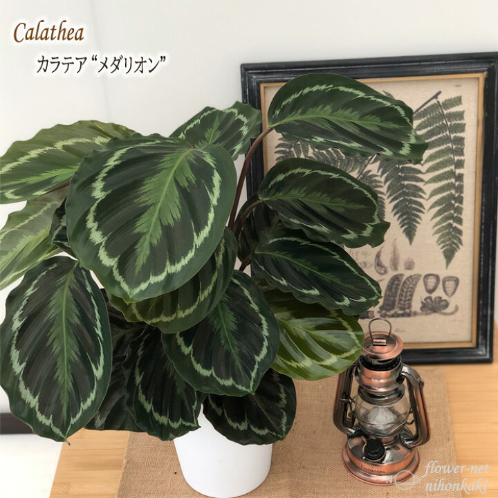 楽天市場 予約販売 カラテア メダリオン 6号鉢 送料無料 観葉植物 インテリア おしゃれ 4月中旬以降発送 フラワーネット 日本花キ流通
