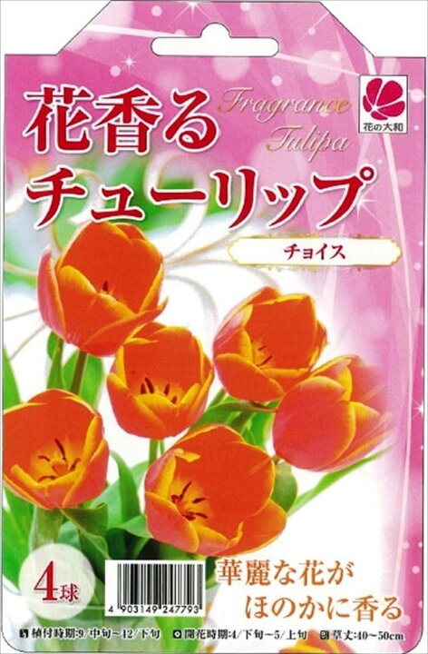 楽天市場】予約販売 花の大和 球根 花香るチューリップ チョイス 4球 