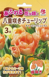 チューリップ球根の通販 価格比較 価格 Com チューリップ球根の通販 価格比較 価格 Com