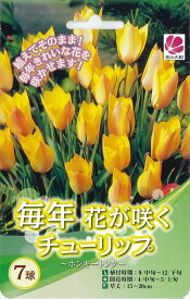 楽天市場 チューリップ 植えっぱなしの通販