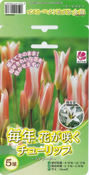 楽天市場 予約販売 花の大和 球根 毎年花が咲くチューリップ ステラータ 5球 フラワーネット 日本花キ流通