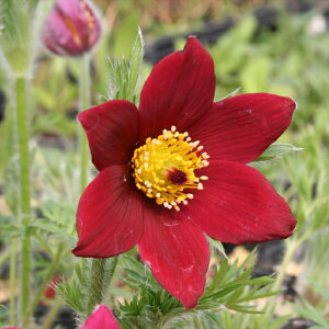 mILiOT c bhx 9cm|bg N K[fjO ԕc hc atm