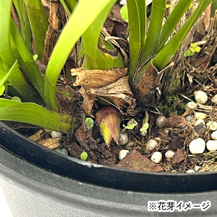 楽天市場】キンリョウヘン 金稜辺 花芽2芽付き 原種 4.5号鉢 送料無料 