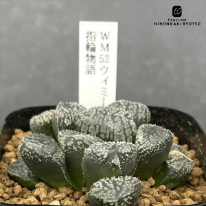 A ninI`A WM52EB~[z w֕ 0926-006 A JN^XjVc i̔ nI`A 7.5cm|bg