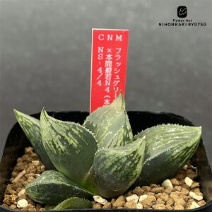 yyVX[p[Z[ P5{z A ninI`A tbVO[iofBA×sN^j×{ԔʎN4i{ԗ×ʎjNS-4/4 0926-042 A JN^XjVc i̔  