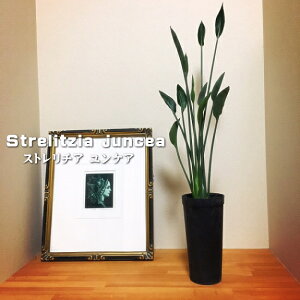 ϗtA Xg`A PA 3.5 Xg`A  ϗtA Ɋy ChAO[  蕨 v[g CeA  󏭎