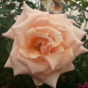 \̔ oc oc  |[J[h lG炫 KN ΂ IW troe 12{ȍ~