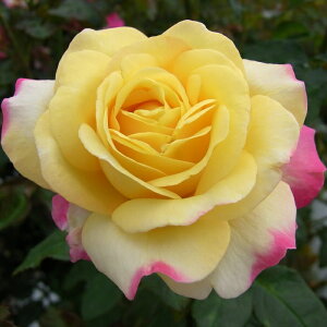 \̔ oc oc  LbXIutA lG炫 KN ΂ F troe 12{ȍ~