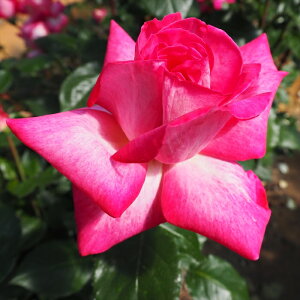 \̔ oc oc  [YSW[ lG炫 KN ΂ sN troe 12{ȍ~