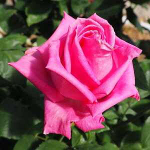 \̔ oc oc  fBJYR lG炫 KN ΂ sN troe 12{ȍ~