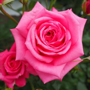 y܂Ȃߐ؂z \̔ oc oc  peB}OfB[ lG炫 KN ΂ sN troe 12{ȍ~