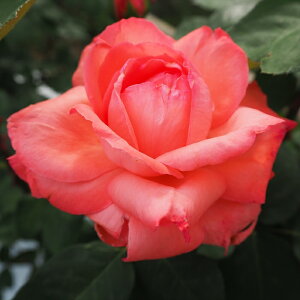 \̔ oc oc  sNpT[ lG炫 KN ΂ sN troe 12{ȍ~