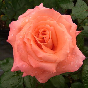 \̔ oc oc  j[AF}A lG炫 KN ΂  troe 12{ȍ~