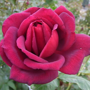 \̔ oc oc  WZtBu[X lG炫 KN ΂  troe 12{ȍ~