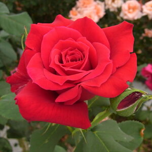 \̔ oc oc  L~A lG炫 KN ΂  troe 12{ȍ~