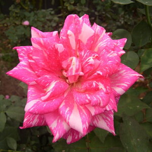 \̔ oc oc  _^CY lG炫 KN ΂ sN troe 12{ȍ~