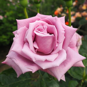 \̔ oc oc   lG炫 KN ΂  troe 12{ȍ~