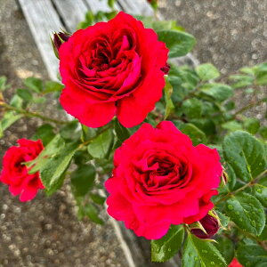 \̔ oc oc o bhIih_r`  KN ΂  troe 12{ȍ~