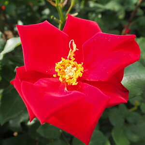 y܂Ȃߐ؂z \̔ oc oc o AeV lG炫  KN ΂  troe 12{ȍ~