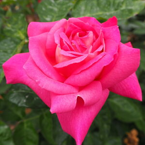 \̔ oc oc o Gf[Y G炫  KN ΂ sN troe 12{ȍ~