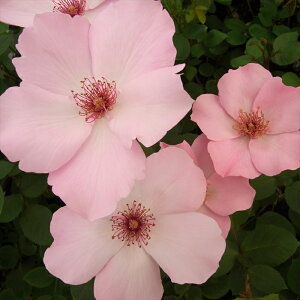 \̔ oc oc o fCeB[xX lG炫  KN ΂ sN feBxX troe 12{ȍ~