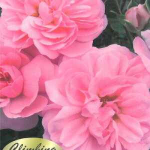 \̔ oc oc o {jJf82 KN ΂ sN {jJ82 troe 12{ȍ~