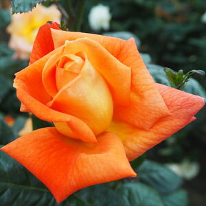 \̔ oc oc  ChDt[l lG炫 KN ΂ IW Cht[l troe 12{ȍ~