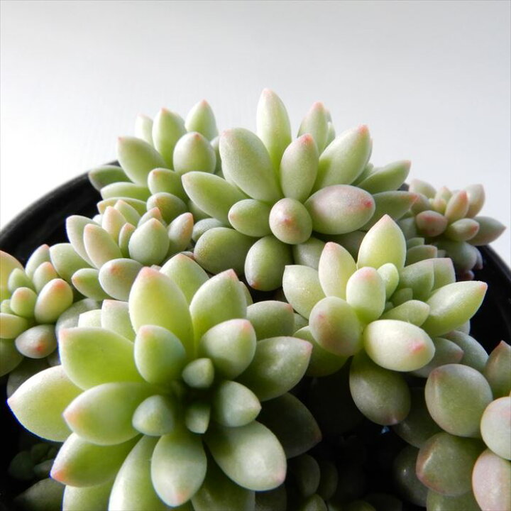 楽天市場 多肉植物 Hmセダム ばらまき ピンクベリー 多肉植物 セダム 6cmポット フラワーネット 日本花キ流通